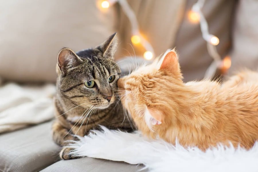 chat et chaton cohabitation